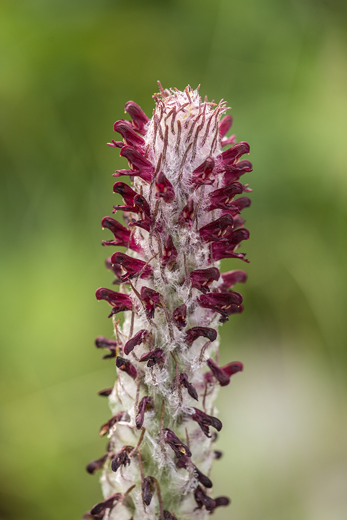 Image of Pedicularis atropurpurea specimen.