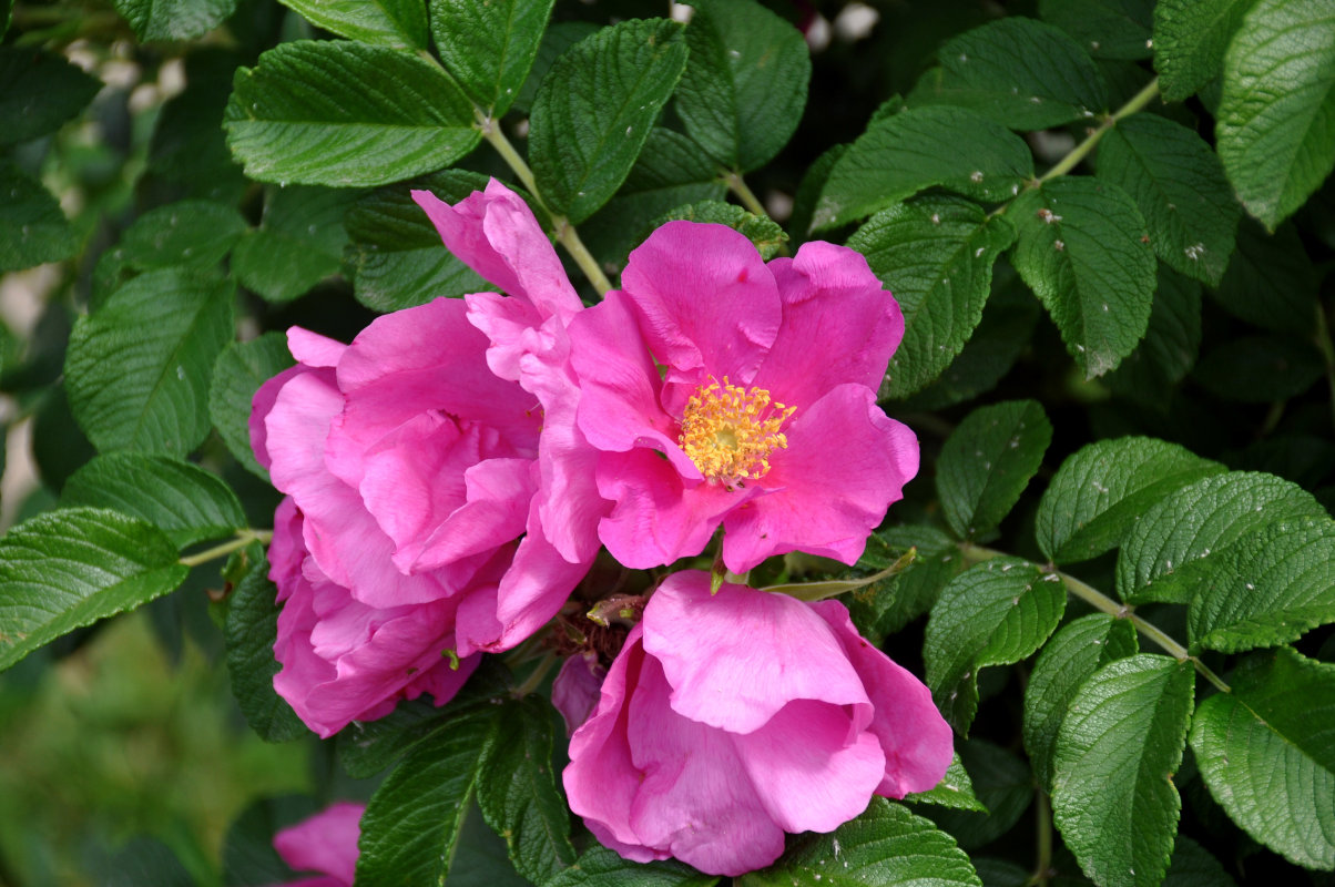 Image of Rosa rugosa specimen.