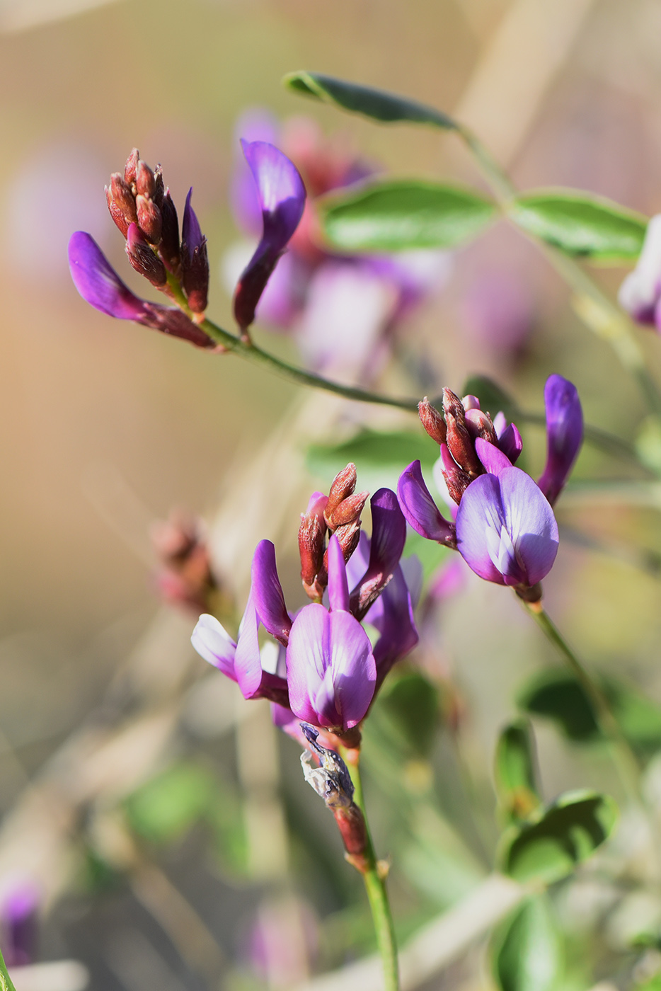 Изображение особи Astragalus paucijugus.