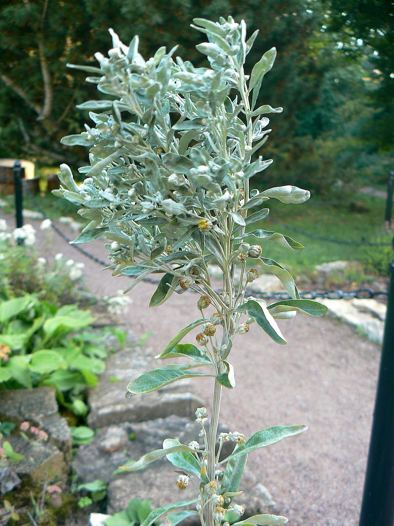 Image of Artemisia lagocephala specimen.