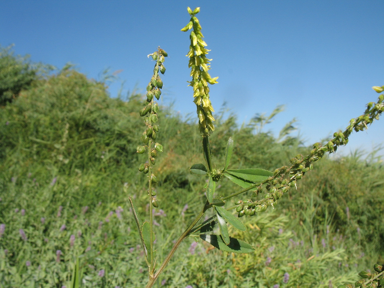 Изображение особи Melilotus dentatus.