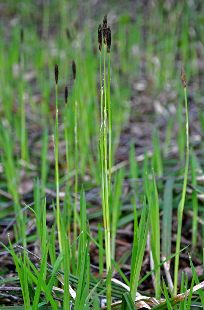 Изображение особи Carex pilosa.