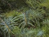 Abies concolor