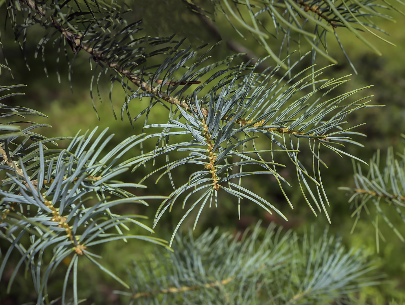 Изображение особи Abies concolor.