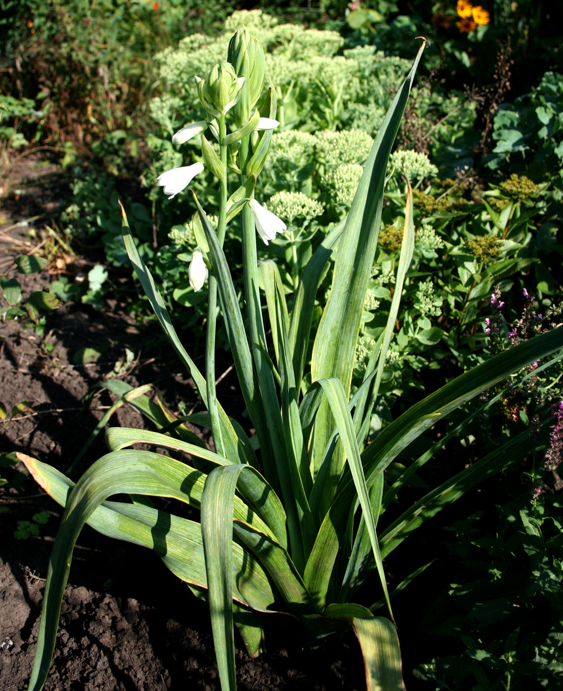 Изображение особи Galtonia viridiflora.