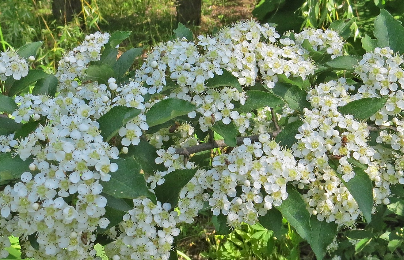 Image of Photinia villosa specimen.