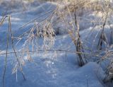 Poa trivialis. Верхушка заиндевевшего плодоносящего растения. Пермский край, пос. Юго-Камский, разнотравный луг. 28 ноября 2020 г.