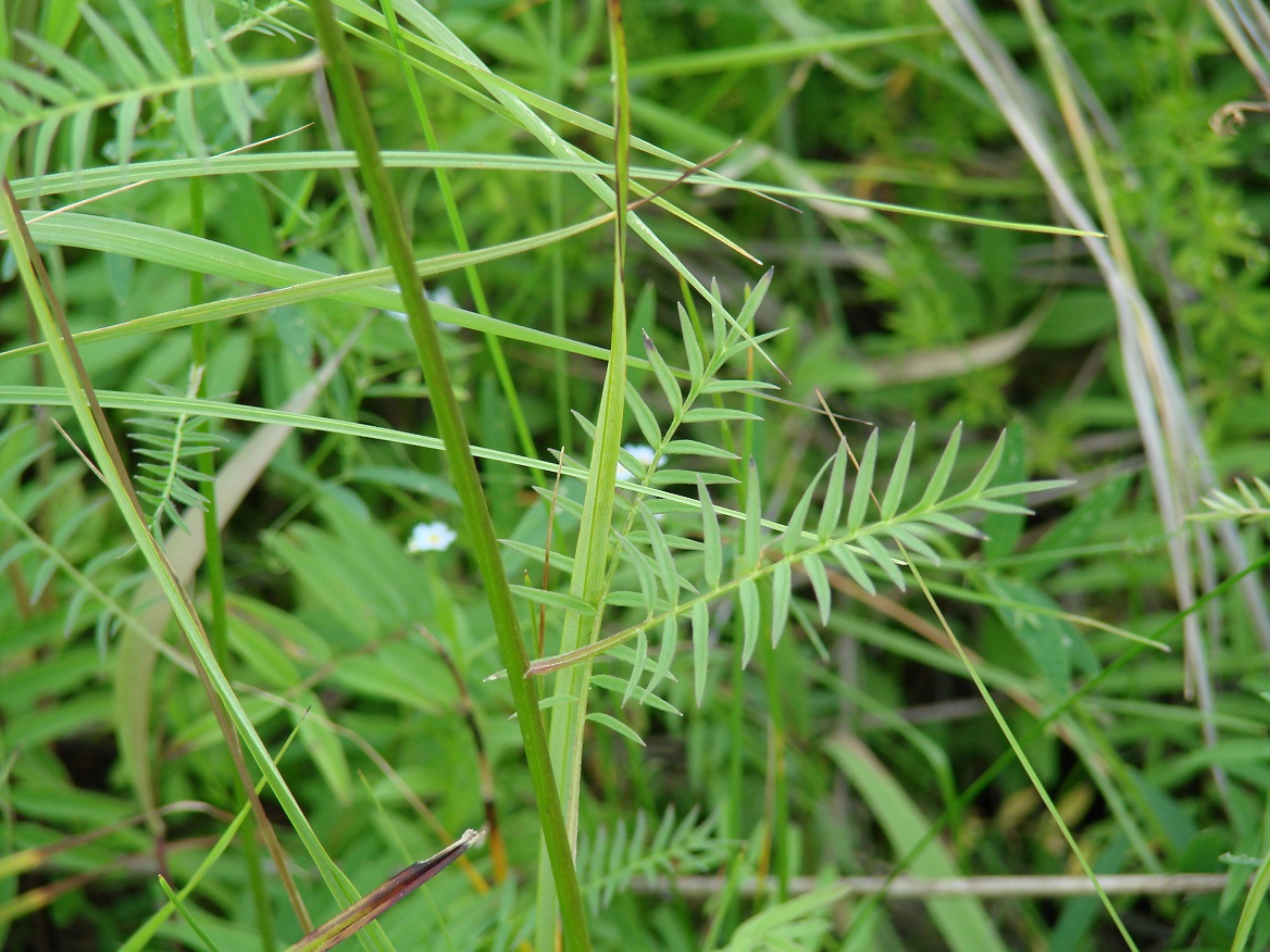 Image of Polemonium chinense specimen.