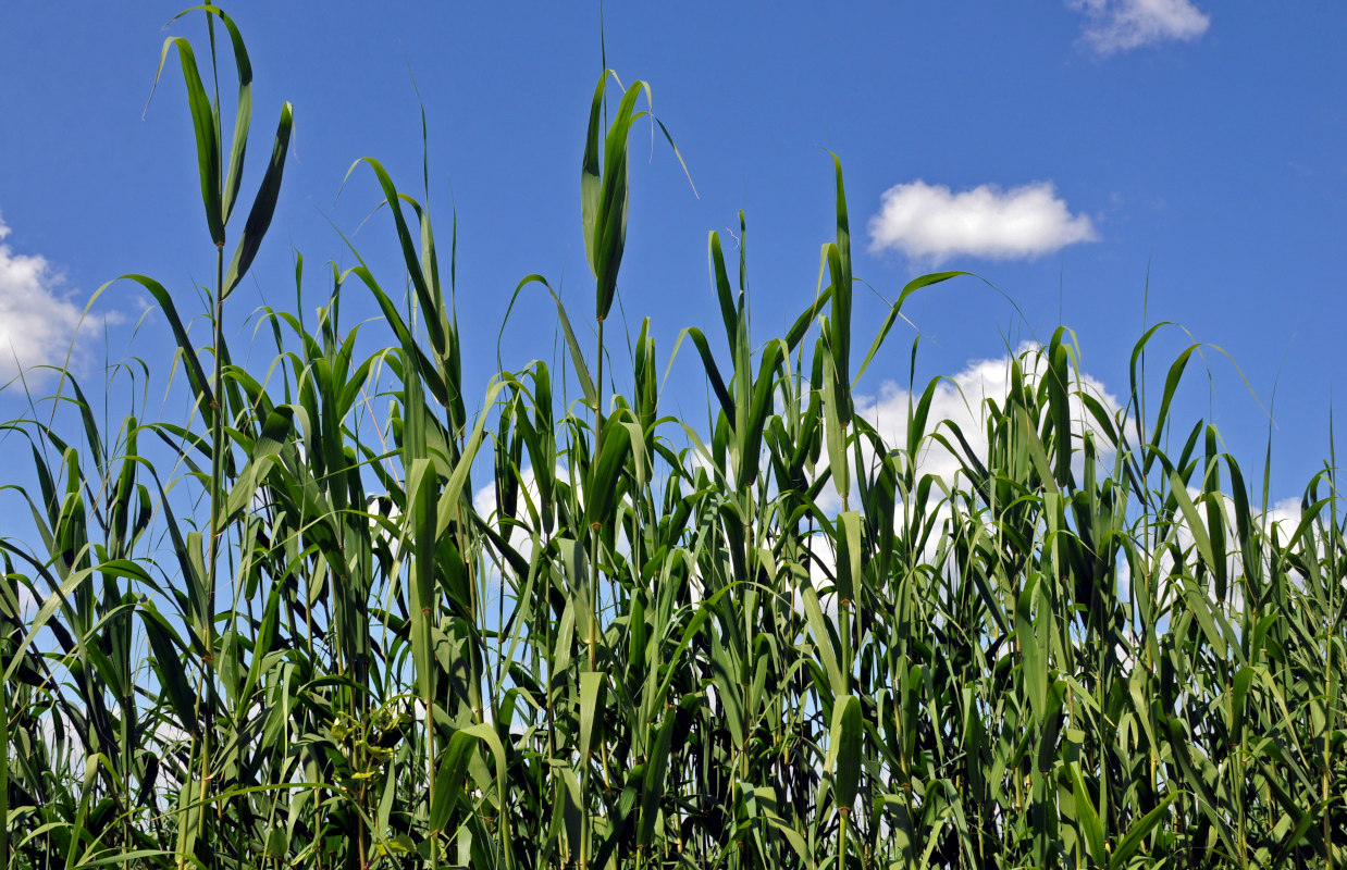 Изображение особи Phragmites australis.