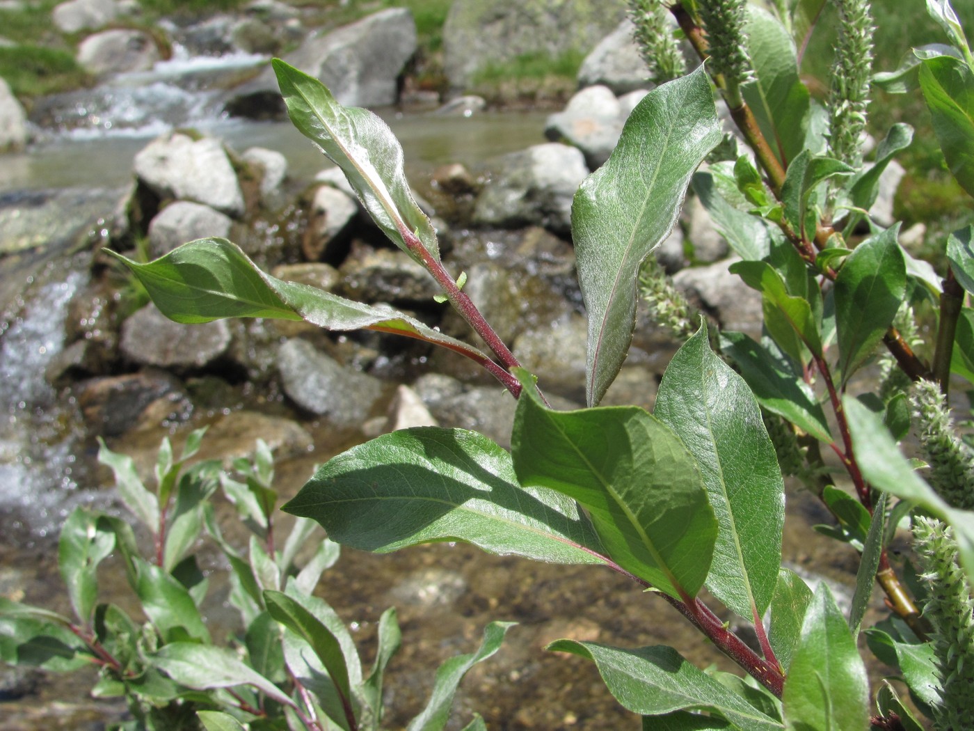 Image of Salix pantosericea specimen.