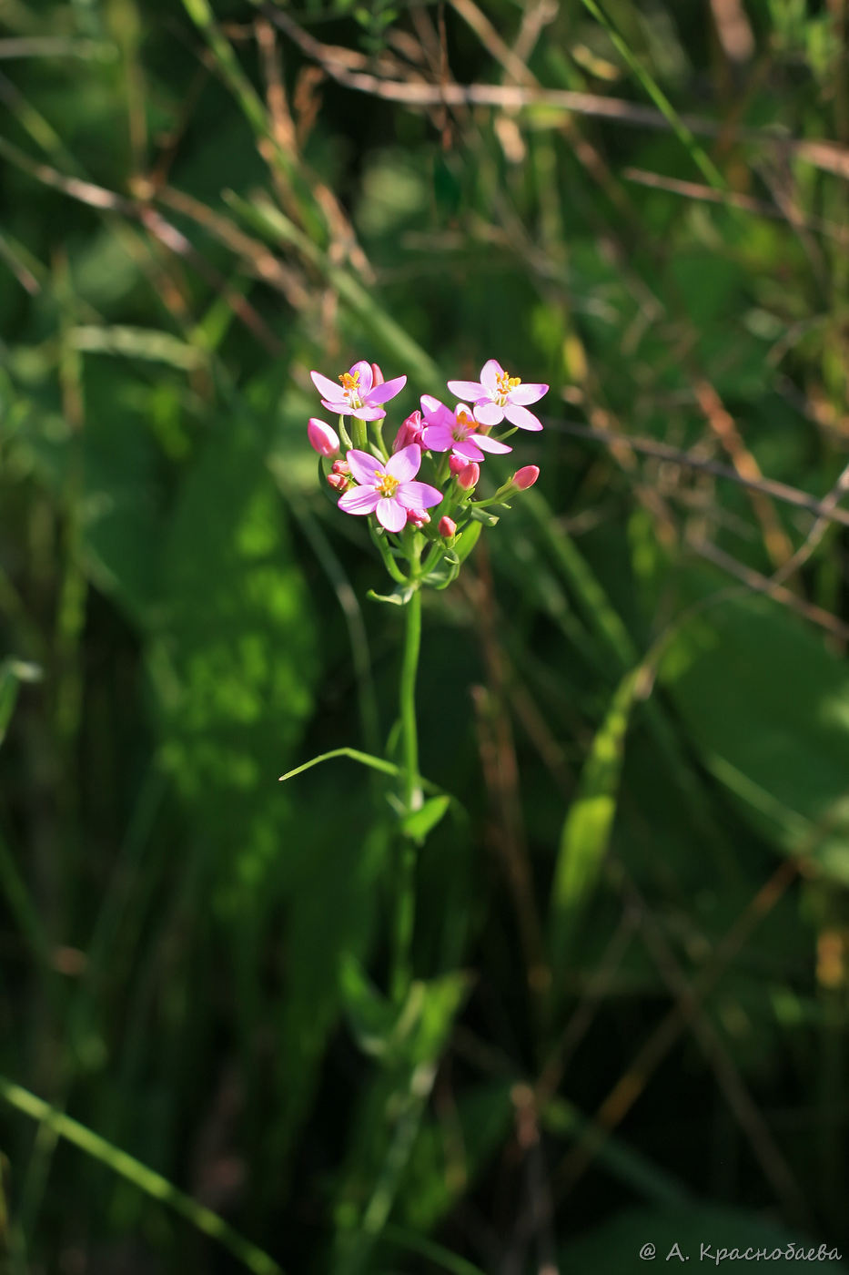 Image of Centaurium erythraea specimen.