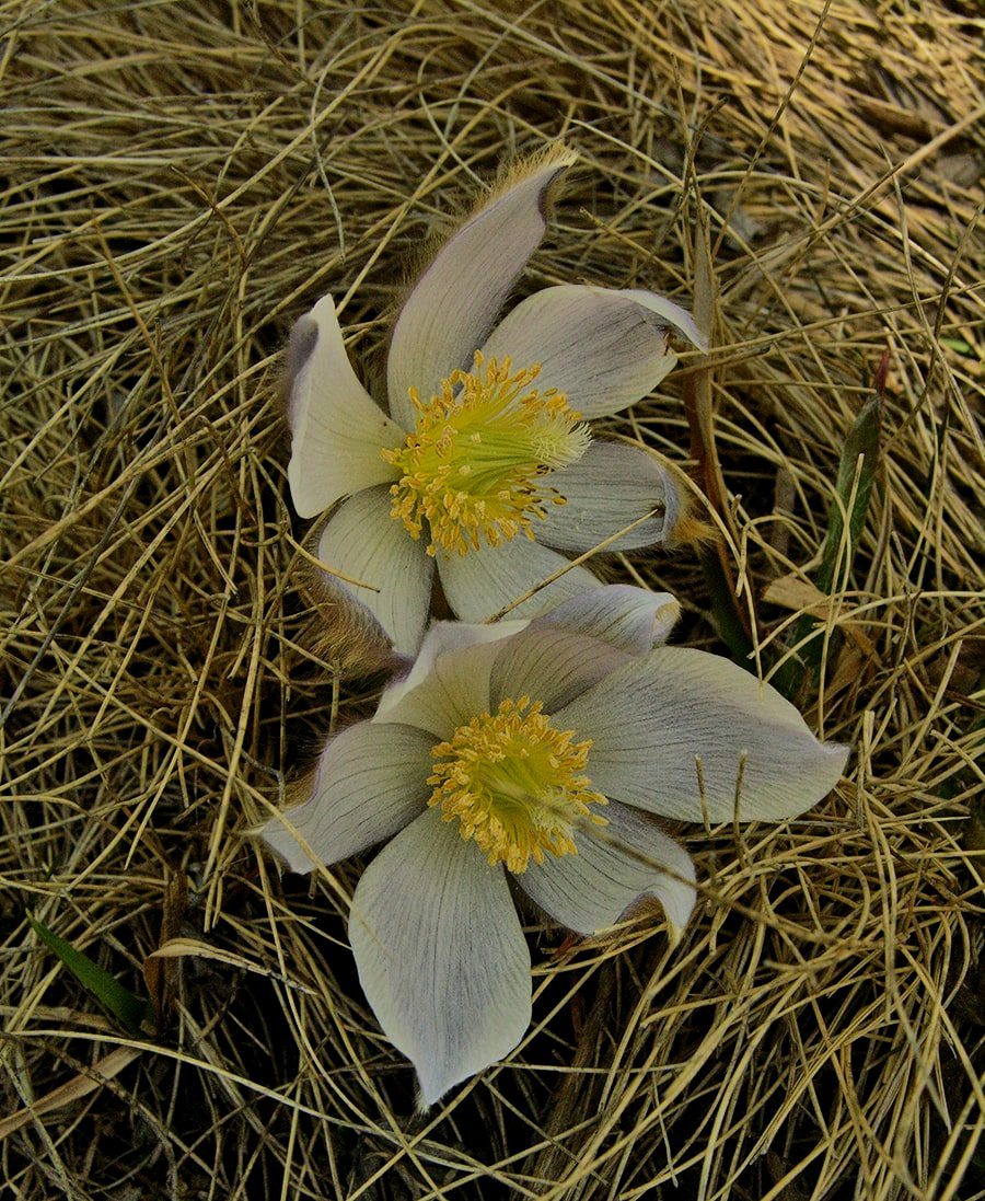 Image of Pulsatilla vernalis specimen.