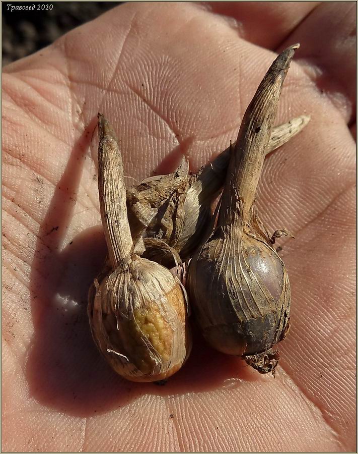 Image of Sagittaria sagittifolia specimen.