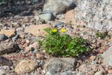 Potentilla anserina. Цветущее и плодоносящее растение. Ленинградская обл., Ломоносовский р-н, окр. Шепелёвского маяка; п-ов Каравалдай, берег Финского залива, каменисто-песчаный пляж. 24.06.2020.