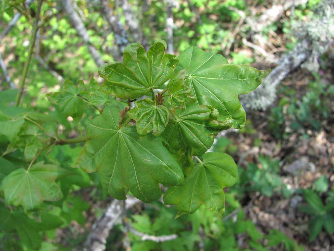 Image of Acer cappadocicum specimen.