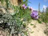 Astragalus agrestis