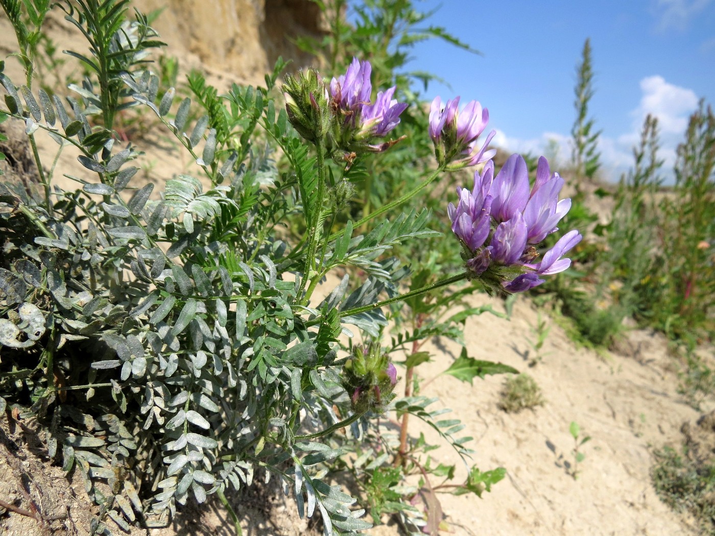 Изображение особи Astragalus agrestis.