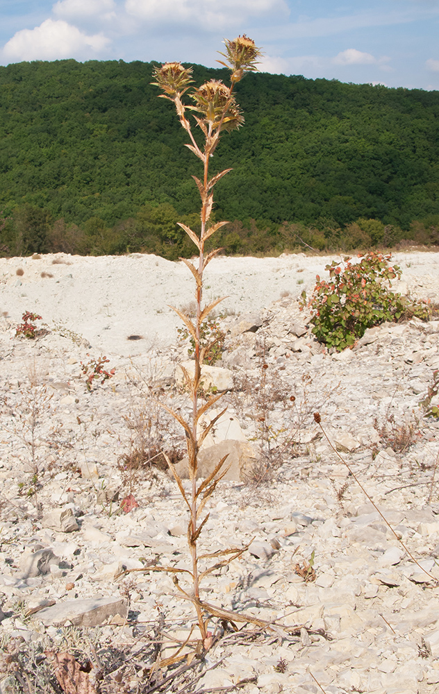 Image of Carlina biebersteinii specimen.