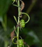 Centropogon urubambae