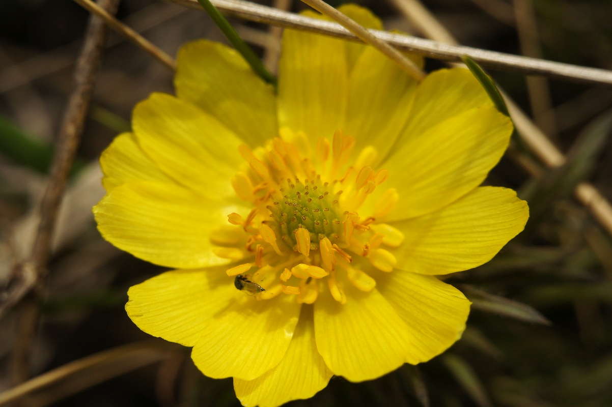 Image of Adonis volgensis specimen.