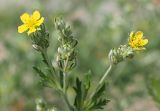 Potentilla argentea