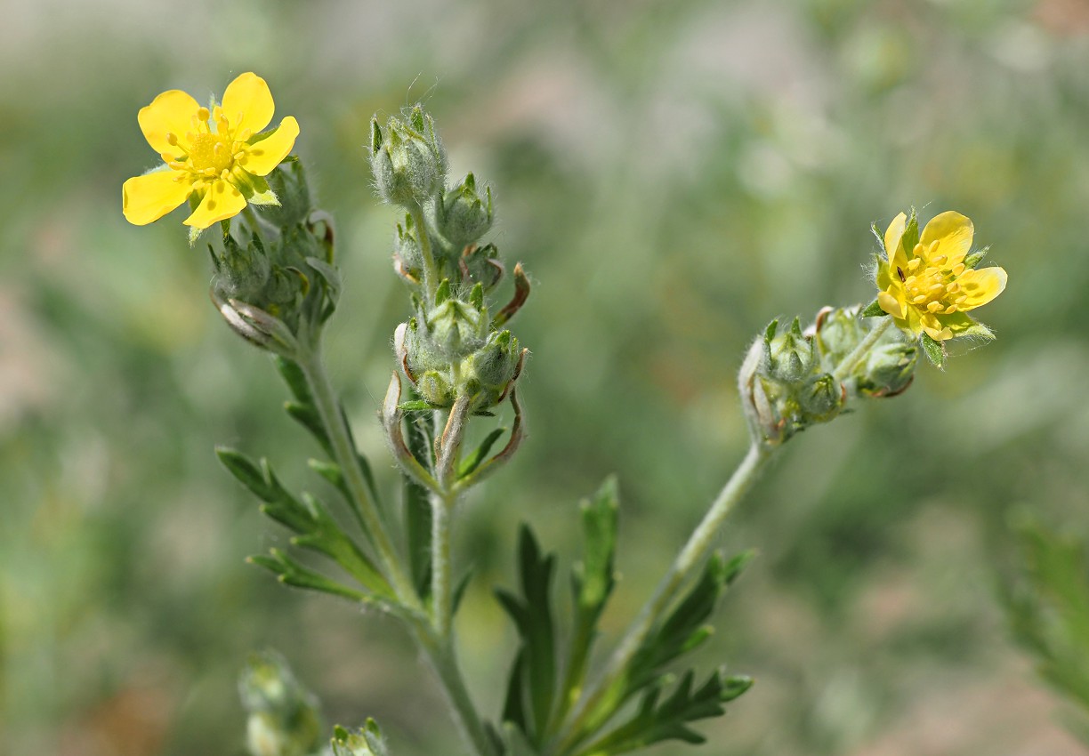 Изображение особи Potentilla argentea.