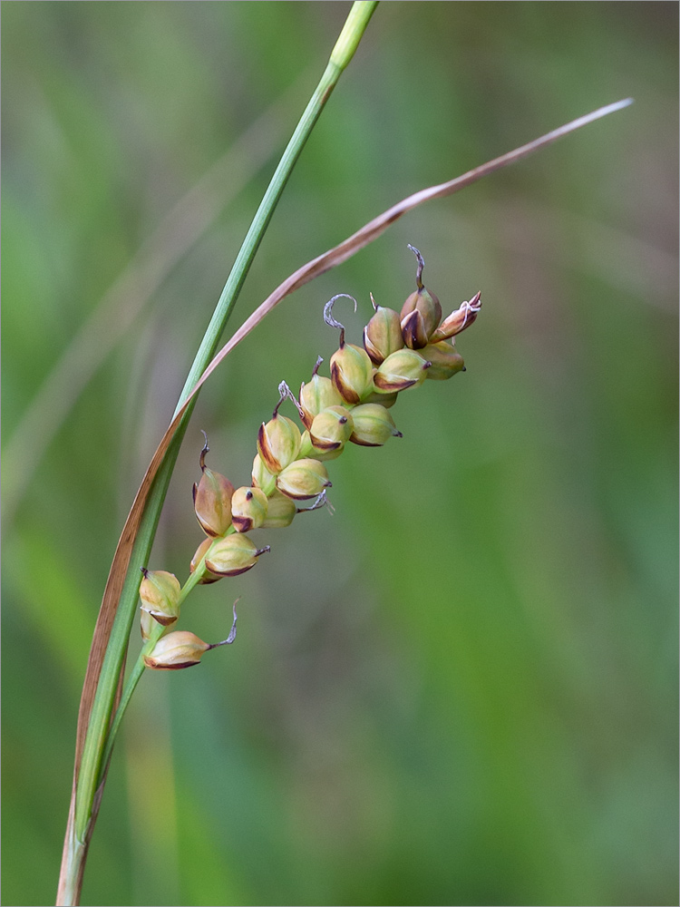 Изображение особи Carex panicea.