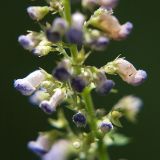 Image of taxon representative. Author is Владимир Иванов