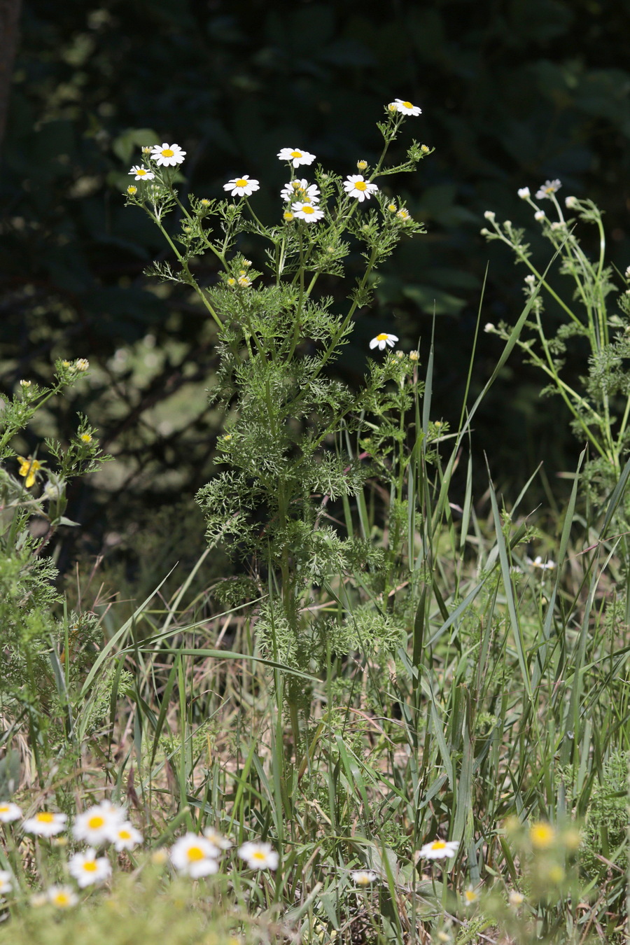 Image of Anthemis cotula specimen.