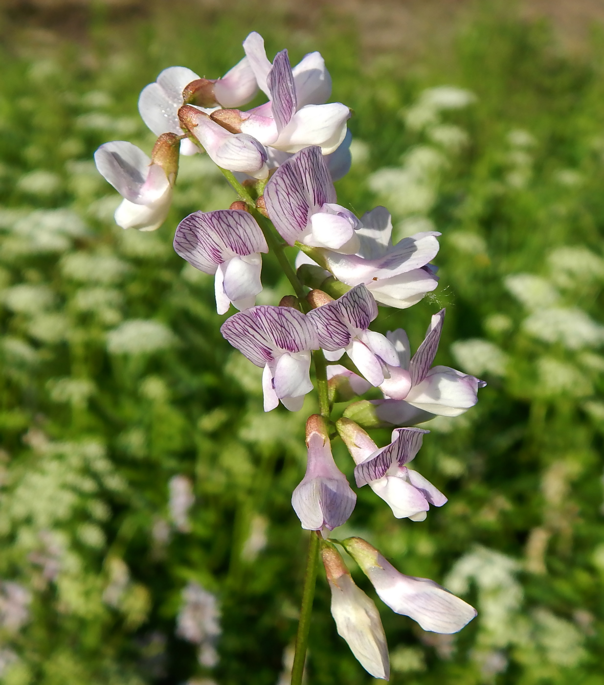 Image of Vicia sylvatica specimen.