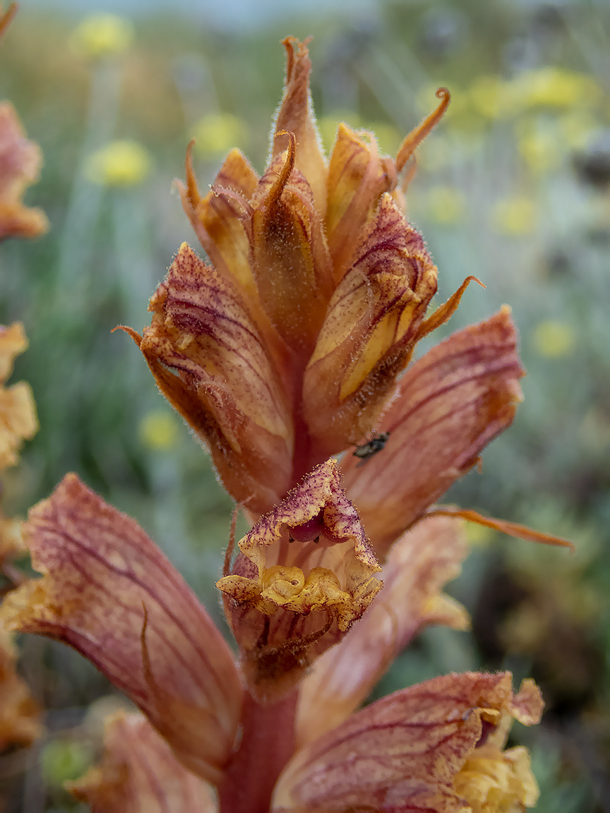 Image of Orobanche alba specimen.