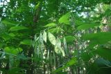 Lunaria rediviva