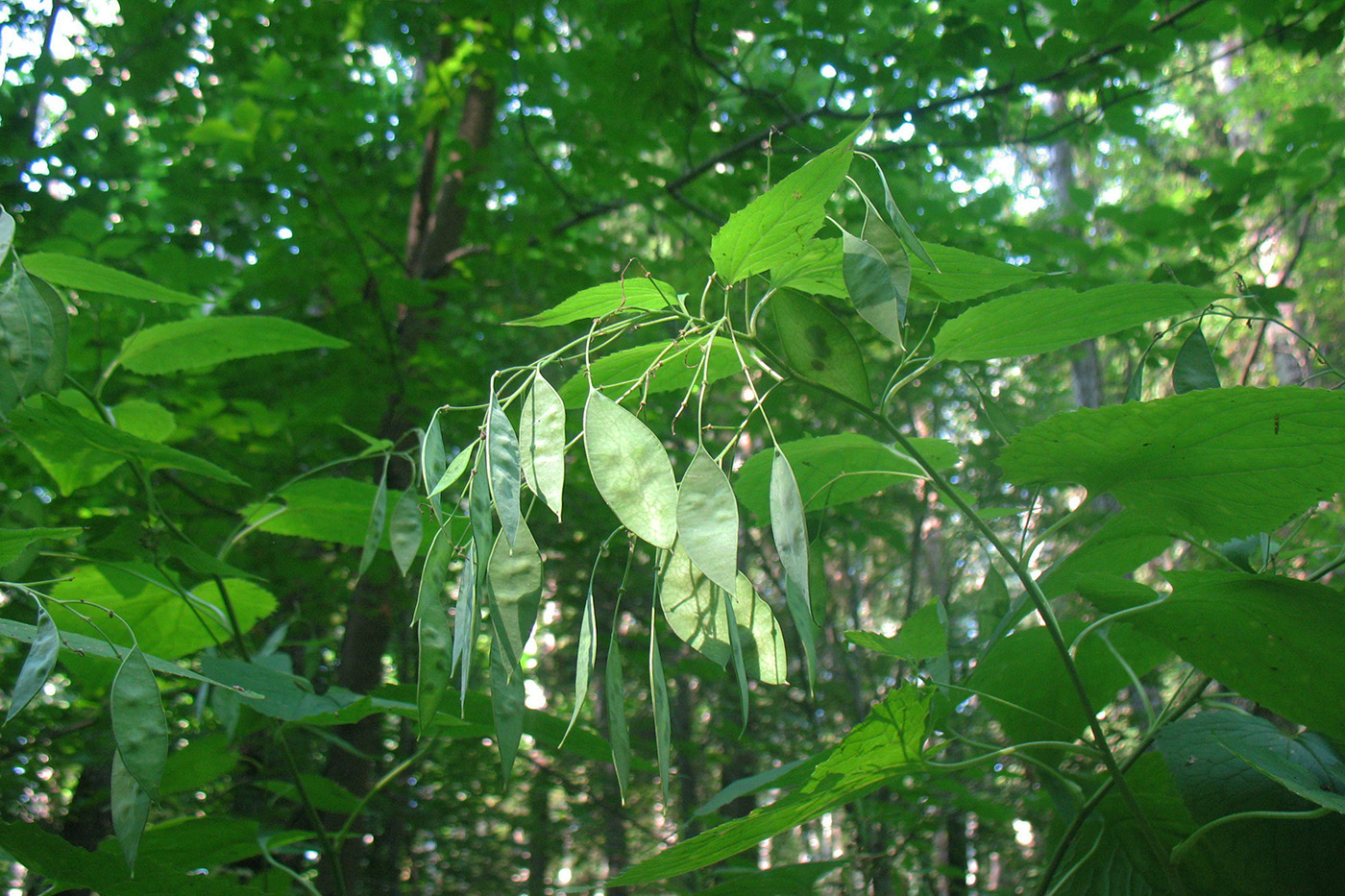 Image of Lunaria rediviva specimen.