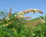 Persicaria maculosa