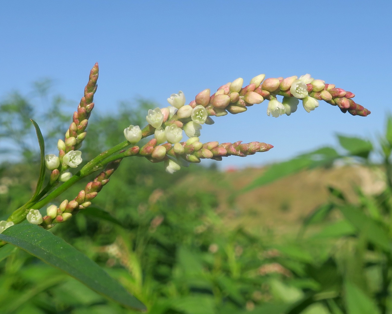 Image of Persicaria maculosa specimen.