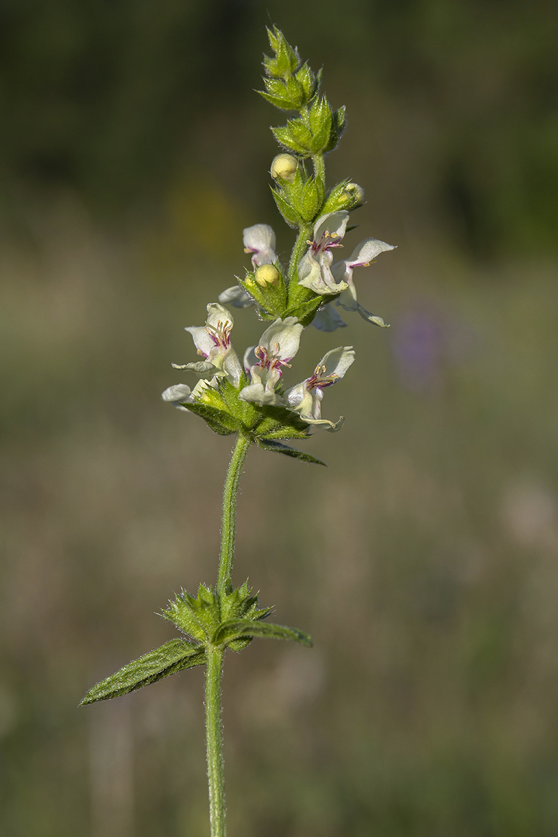 Изображение особи Stachys recta.