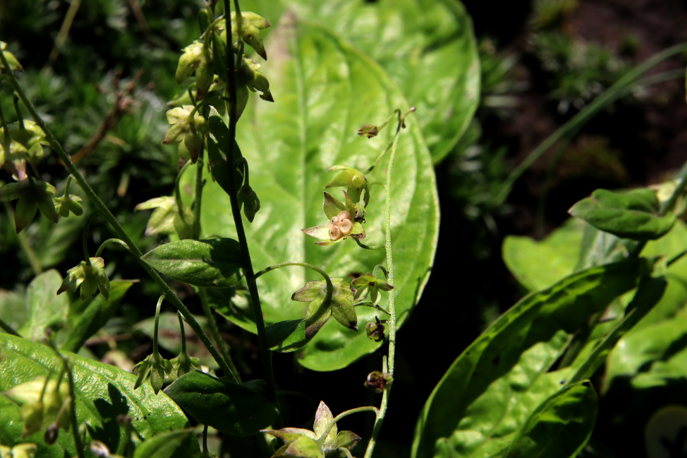 Image of Omphalodes cappadocica specimen.