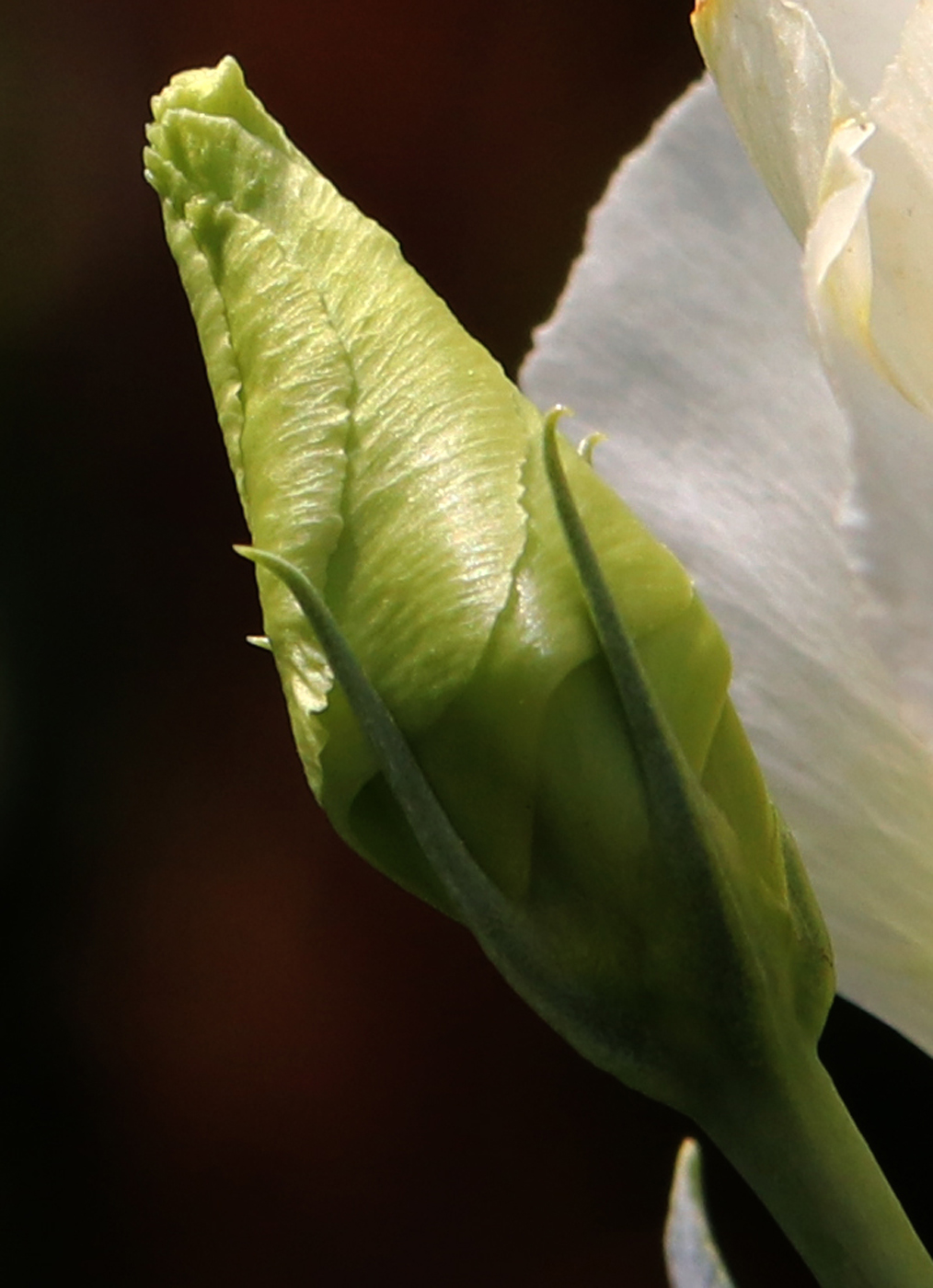 Изображение особи Eustoma grandiflorum.