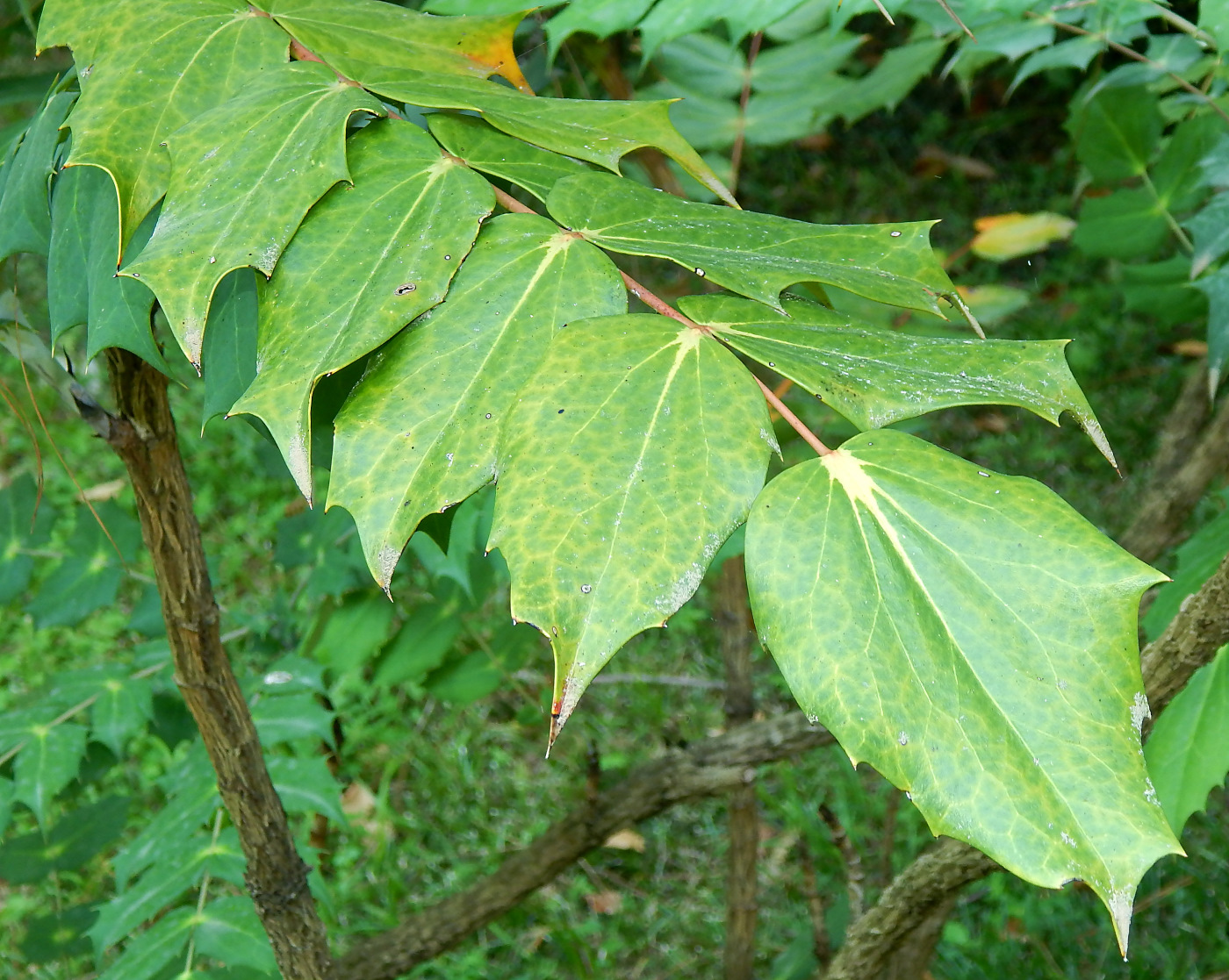 Изображение особи Mahonia japonica.