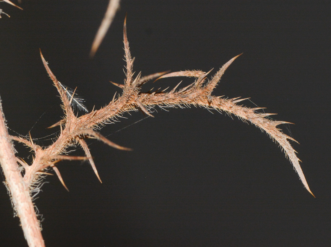 Изображение особи Carlina comosa.