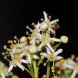 Gymnosporia buxifolia