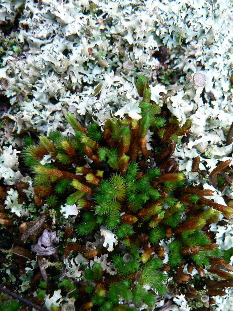 Изображение особи Selaginella rupestris.