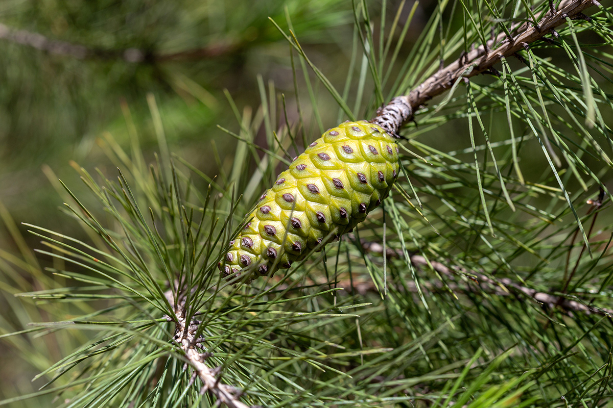 Image of Pinus halepensis specimen.