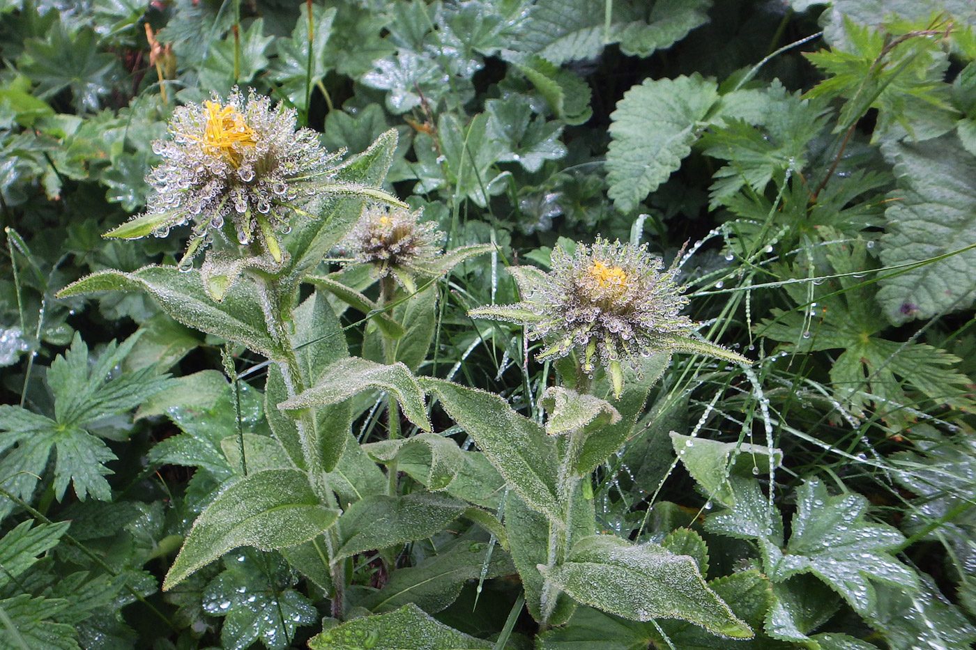 Image of Inula orientalis specimen.