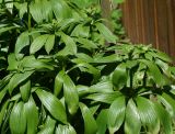 Lilium pilosiusculum
