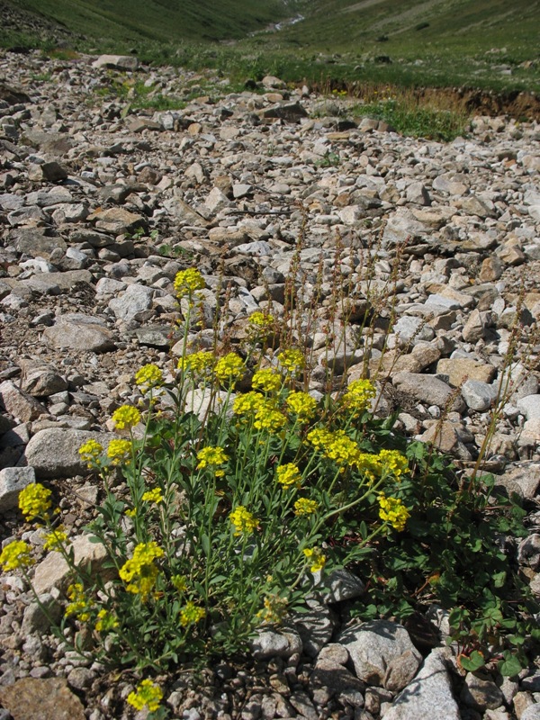 Image of Alyssum trichostachyum specimen.