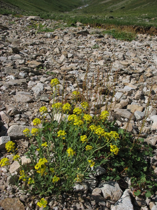 Изображение особи Alyssum trichostachyum.