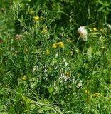 Lathyrus pratensis