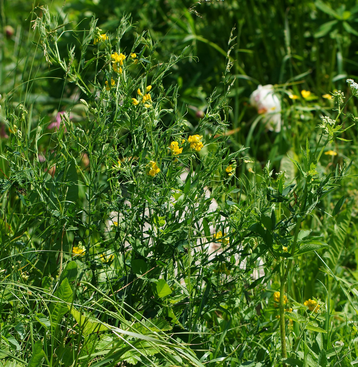 Image of Lathyrus pratensis specimen.