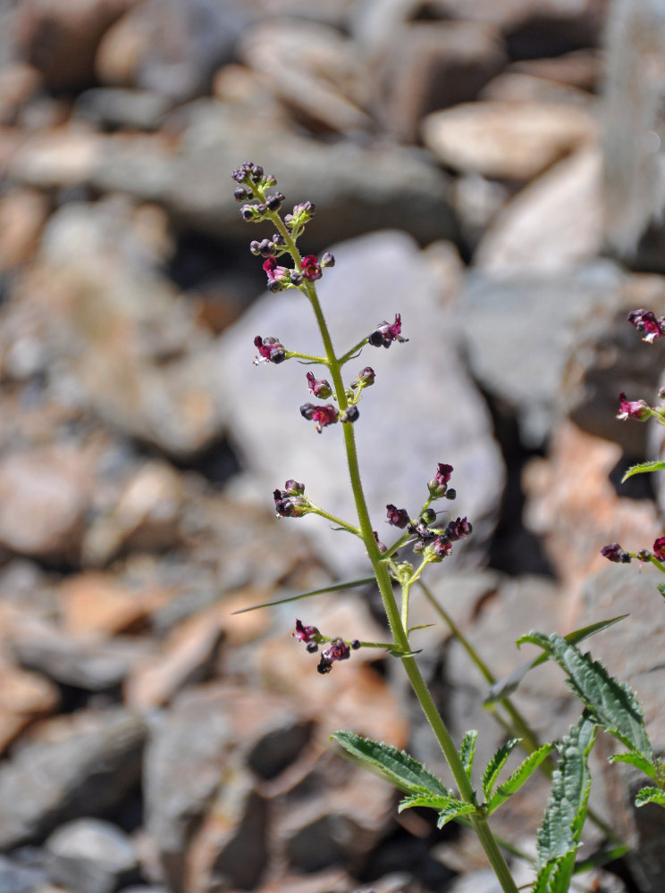 Изображение особи Scrophularia incisa.